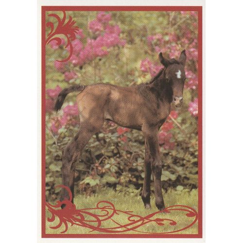 N° 25 - Stickers Image Panini Vignette - Un Amour De Cheval