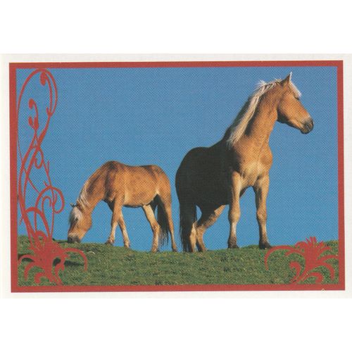 N° 30 - Stickers Image Panini Vignette - Un Amour De Cheval