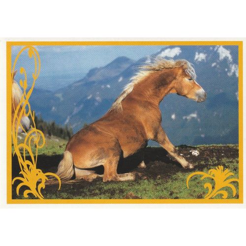 N° 32 - Stickers Image Panini Vignette - Un Amour De Cheval