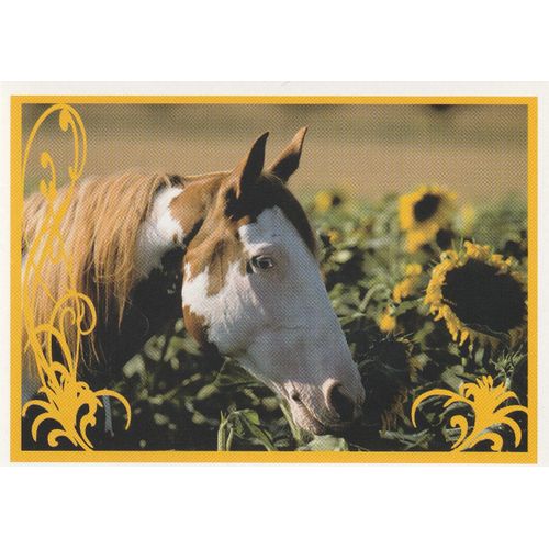 N° 33 - Stickers Image Panini Vignette - Un Amour De Cheval