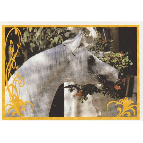 N° 34 - Stickers Image Panini Vignette - Un Amour De Cheval