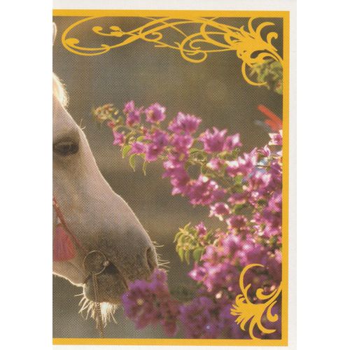 N° 40 - Stickers Image Panini Vignette - Un Amour De Cheval