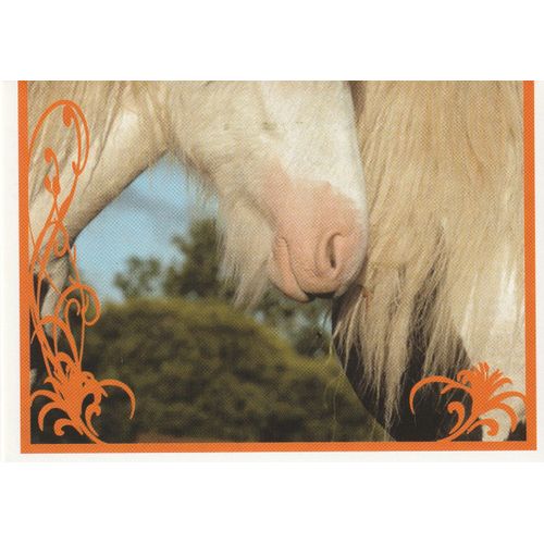 N° 51 - Stickers Image Panini Vignette - Un Amour De Cheval