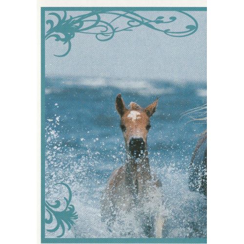 N° 70 - Stickers Image Panini Vignette - Un Amour De Cheval