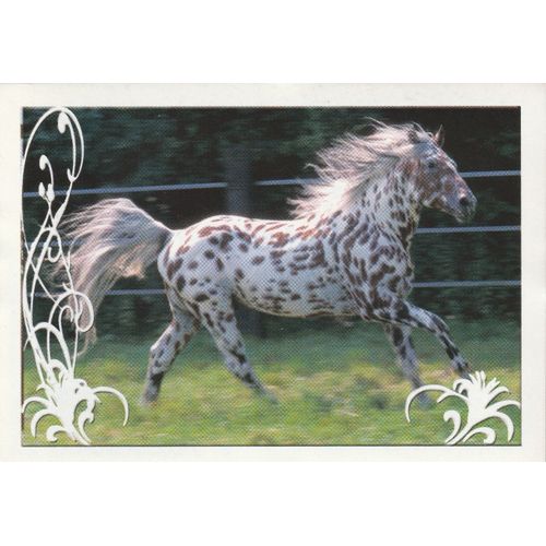 N° 76 - Stickers Image Panini Vignette - Un Amour De Cheval
