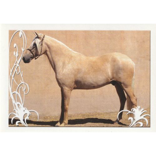 N° 104 - Stickers Image Panini Vignette - Un Amour De Cheval