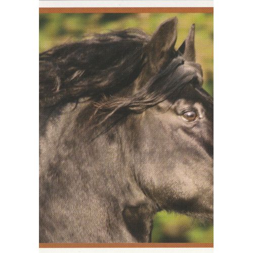 N° 106 - Stickers Image Panini Vignette - Un Amour De Cheval