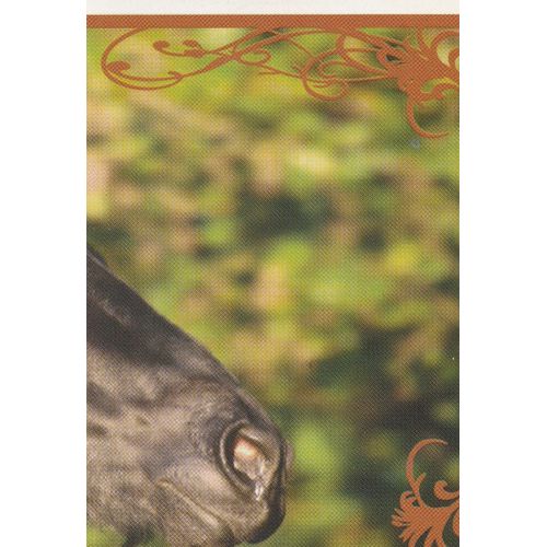 N° 107 - Stickers Image Panini Vignette - Un Amour De Cheval