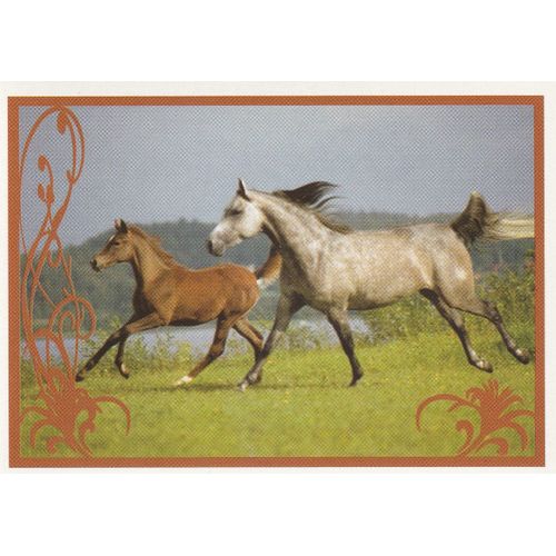 N° 108 - Stickers Image Panini Vignette - Un Amour De Cheval
