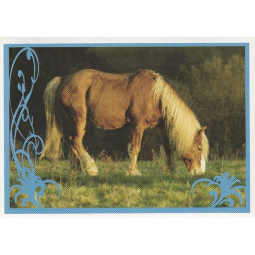 N° 116 - Stickers Image Panini Vignette - Un Amour De Cheval