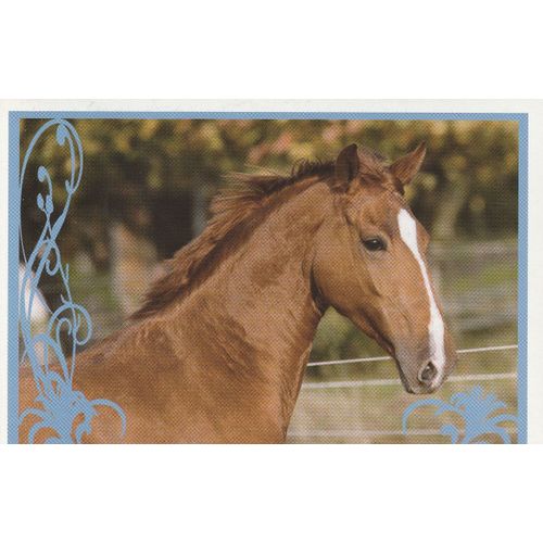 N° 117 - Stickers Image Panini Vignette - Un Amour De Cheval