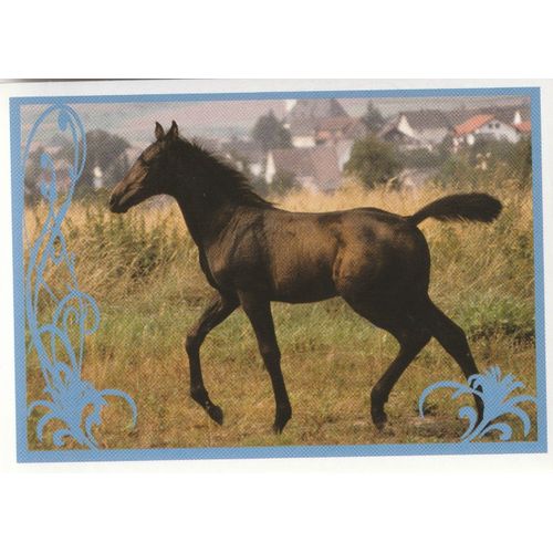 N° 120 - Stickers Image Panini Vignette - Un Amour De Cheval