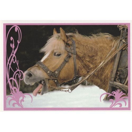 N° 134 - Stickers Image Panini Vignette - Un Amour De Cheval