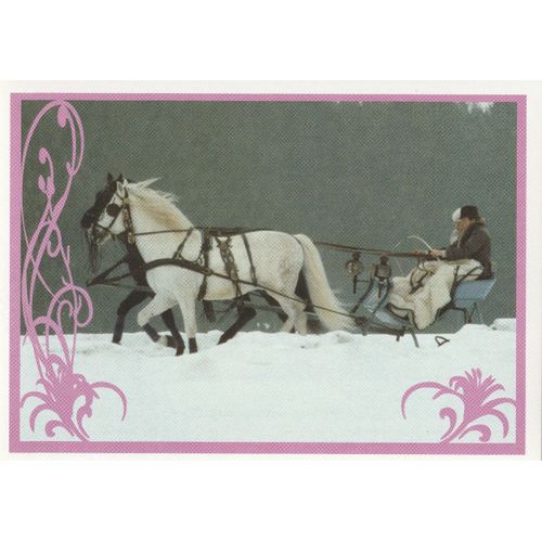 N° 135 - Stickers Image Panini Vignette - Un Amour De Cheval