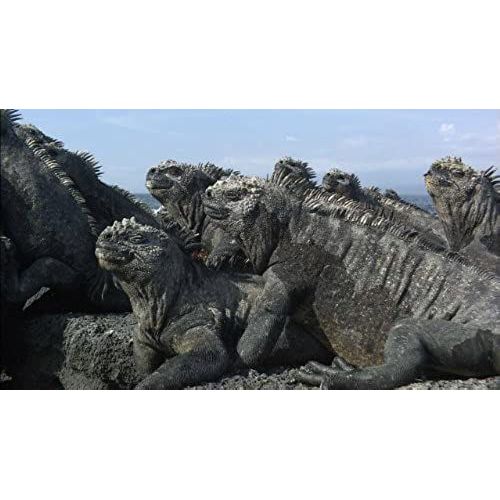Documentary - Wild Life Shinka No Shima Garapagosu Umiiguana Yutakana Umi Ni Oyogidase [Japan Dvd] Nsds-18329