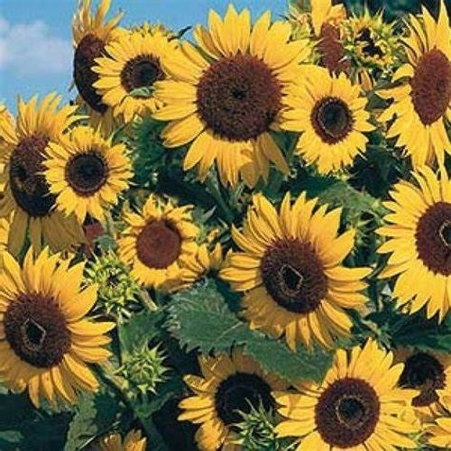 Graine Tournesol Soleil Waooh!