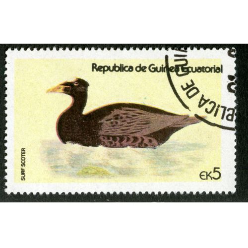 Timbre Oblitéré Republica De Guinea Ecuatorial, Surf Scoter, Ek 5