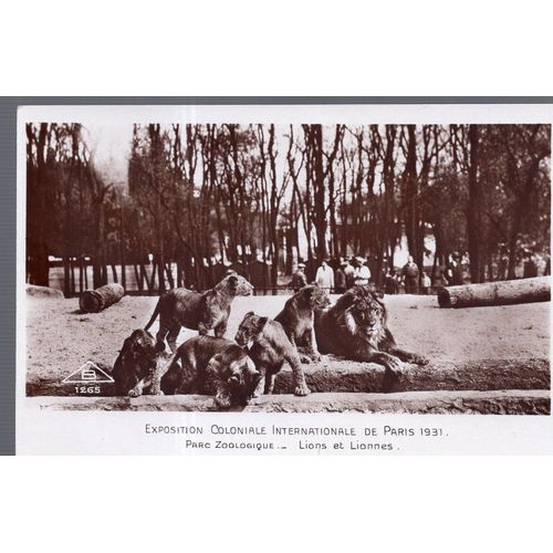 Carte Postale De Paris : Exposition Coloniale Internationale De 1931, Parc Zoologique : Lions Et Lionnes (Réf.1265)