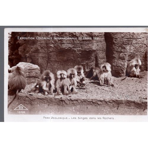 Carte Postale De Paris : Exposition Coloniale Internationale De 1931, Parc Zoologique : Les Singes Dans Les Rochers (Réf.1346)