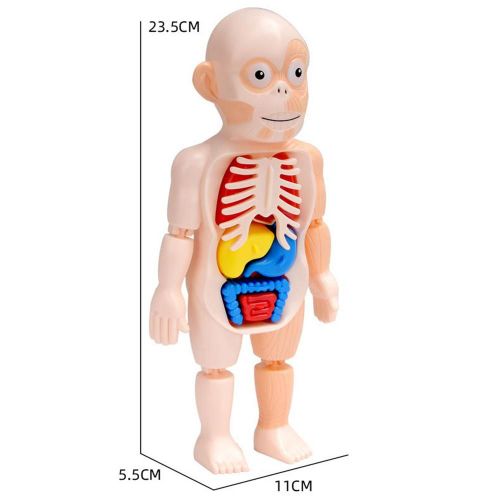 Puzzle 3d Montessori Pour Enfants, Modèle D'anatomie Du Corps Humain, Apprentissage Éducatif, Jouet À Assembler, Outil D'enseignement Pour Les Petits