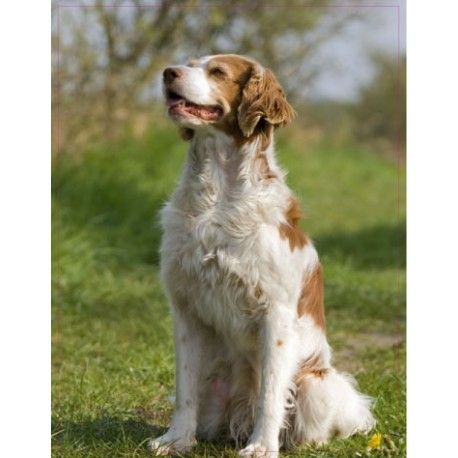 Chien Epagneul Assis 11 Autocollant Adhésif Sticker - Taille : 12 Cm