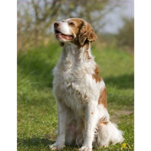 Chien Epagneul Assis 11 Autocollant Adhésif Sticker - Taille : 8 Cm