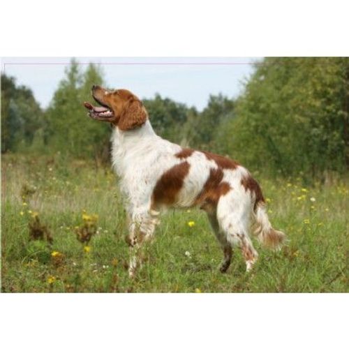 Chien Epagneul 90 Debout Autocollant Adhésif Sticker - Taille : 17 Cm