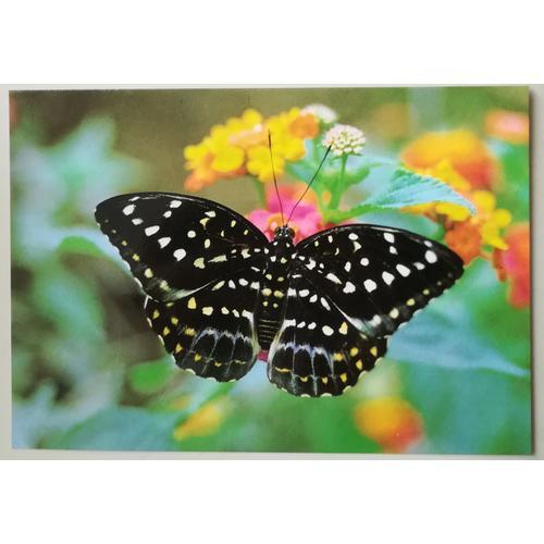 Carte Postale Papillon Euthalia Dirtea