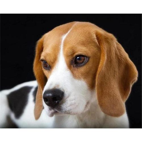 Diamond Painting Kit De Diamant Peinture 5d Pour Adultes Enfants Beagles Chien Diamant Arts Artisanat 30x40cm