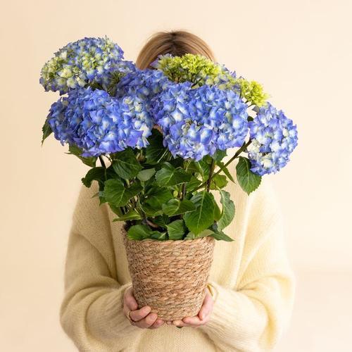 Hortensia Bleu - Interflora - Livraison De Fleurs