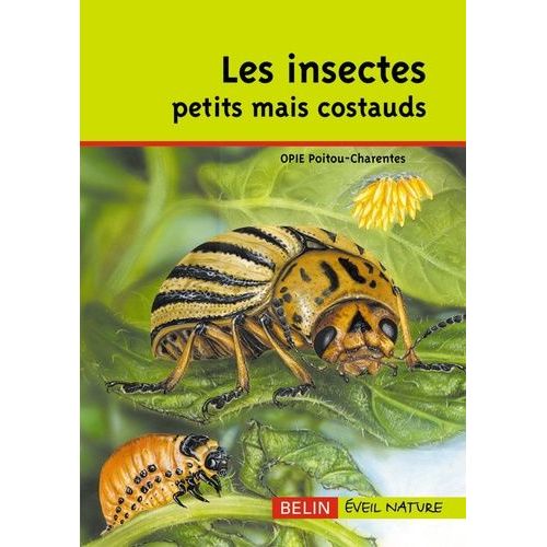 Les Insectes Petits Mais Costauds