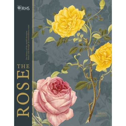 Rhs The Rose