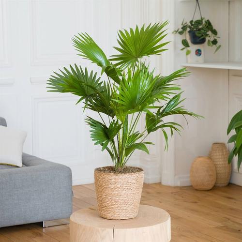 Palmier Livistona - Interflora - Livraison Plantes Vertes D'intérieur