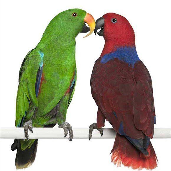 Eclectus Perroquet d’occasion Comparez facilement Mai 2022