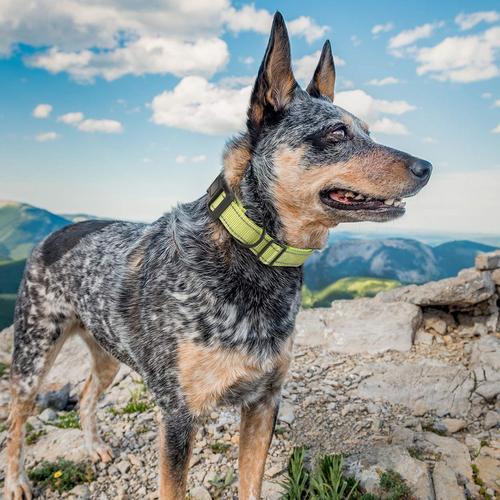 Collier Tactique Réfléchissant En Nylon Pour Chien Avec Boucle En Métal Et Poignée De Contrôle Pour Chiens De Taille Moyenne Et Grande (Grand, Rose)