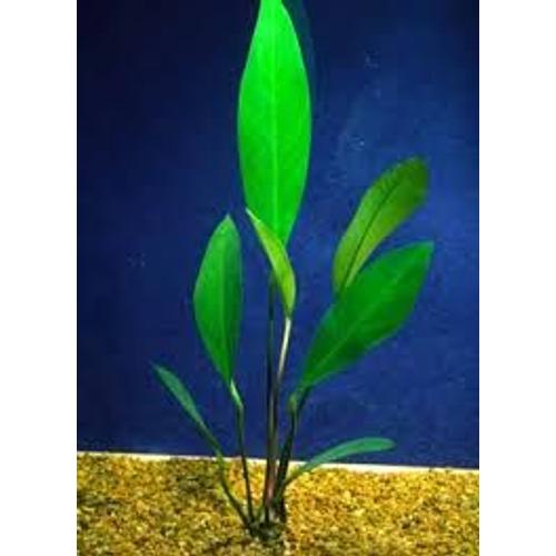 Anubias Lanceolata De 15/20 Cm Minimum 5 Feuilles