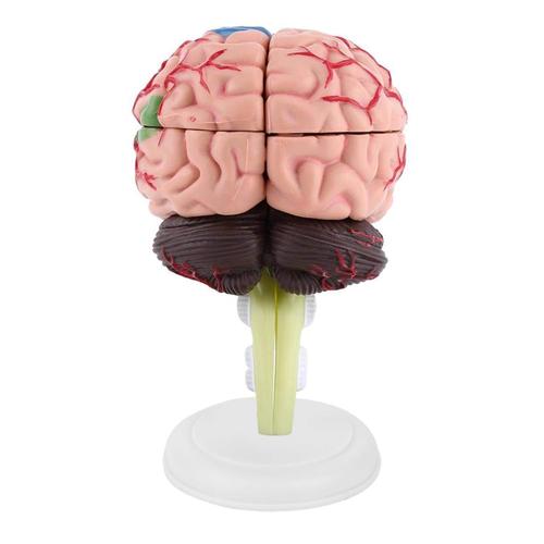 Modèle Anatomique De Cerveau Humain En Plastique Hautement Simulé 1pc Outil D'enseignement 10 * 8 * 6 Cm Avec Une Base Noire Pour L'entraînement-Générique