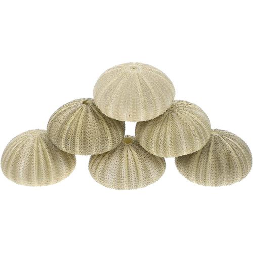 6Pcs Orchins Ornines Ornements D' oursins Sécins Solder Air Plant Decorations Côtières Aquarium pour L' Artisanat Et La Décoration