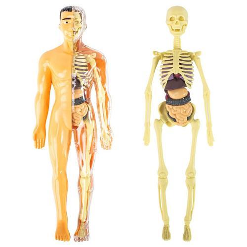 Modèle D'anatomie Du Corps Humain 3d Pour Enfants, Jouet Squelette En Plastique À Monter Soi-Même, Aide À L'apprentissage Précoce, Jouets Éducatifs
