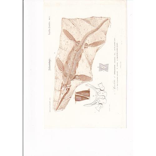 D'orbigny Charles, Gravure Du Dictionnaire D'histoire Naturelle 1846 Squelette D'ichthosaurus (Dynausores) 1846