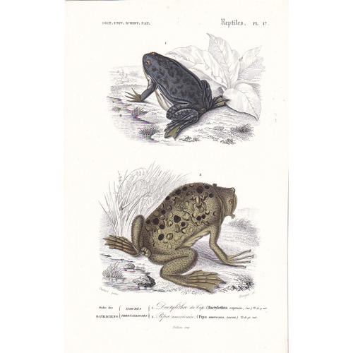 D'orbigny Charles, Gravure Du Dictionnaire D'histoire Naturelle 1846 Dactylethre Du Cap (Dactylethrus Capensis) Et Pipa Américain (Pipa Amercicana) Batraciens Amphibiens