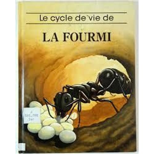 Le Cycle De Vie De La Fourmi