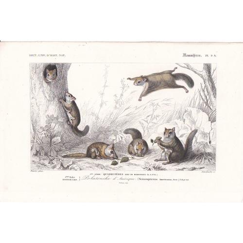 D'orbigny Charles, Gravure Du Dictionnaire D'histoire Naturelle 1846 Mammifères Quadrupèdes Rongeurs Polatouche D'amérique Pl 4