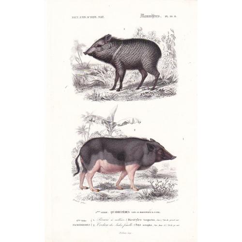 D'orbigny Charles, Gravure Du Dictionnaire D'histoire Naturelle 1846 Mammifères Pachydermes Pécari À Collier Et Cochon Des Indes Pl 7 A