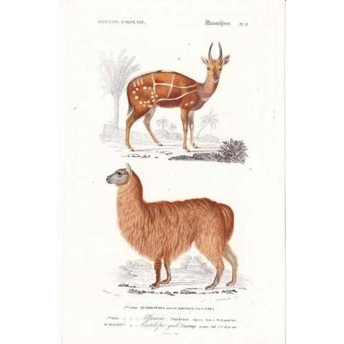 D'orbigny Charles, Gravure Du Dictionnaire D'histoire Naturelle 1846 Quadrupedes Sans Os Marsupiaux Ruminants Alpaca Et Antilopr Pl 4