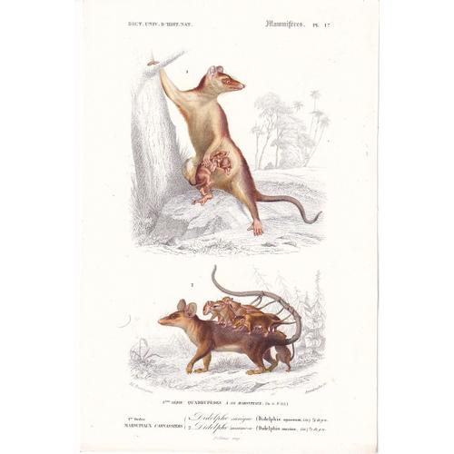 D'orbigny Charles, Gravure Du Dictionnaire D'histoire Naturelle 1846 Quadrupèdes Rongeurs Grand Écureuil Et Hamster Ordinaire Pl 4