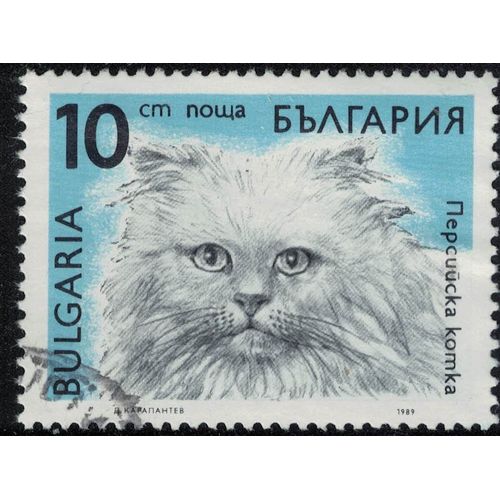 Bulgarie 1989 Oblitéré Used Animal Chat Persan Felis Silvestris Catus Su