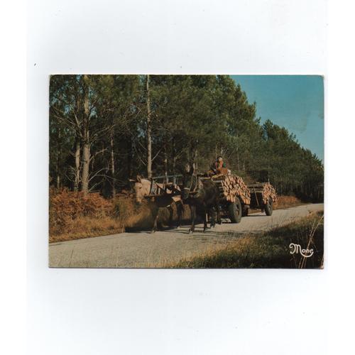 Attelage De Mules Sur La Route Forestière. - Editions Photo Delhorbe Biscarosse (Landes) Série Le Pays Landais.