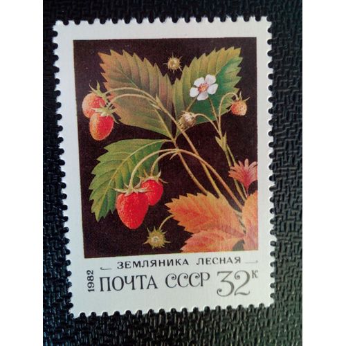 Timbre Urss / Russie Yt 4891 Fraises Des Bois - Fragaria Vesca 1982 ( 050904 )