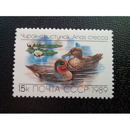 Timbre Urss / Russie Yt 5642 Sarcelle À Ailes Vertes (Anas Crecca) 1989 ( 050904 )